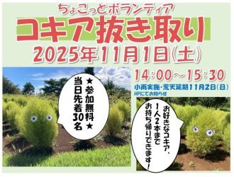 主催イベント：ちょこっとボランティア　コキアの抜き取りの画像