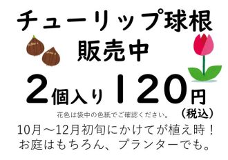 公園だより最新投稿写真